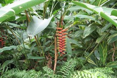 Heliconia rostrata